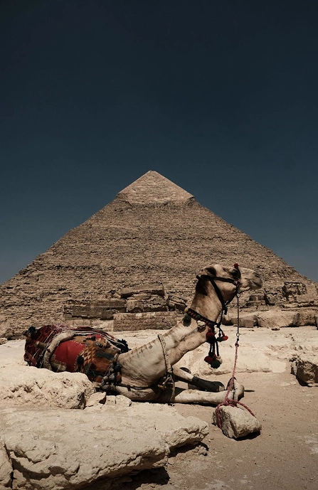 Pirámide de Egipto con camello